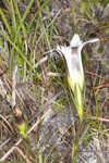 Wiregrass gentian